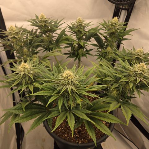 Biscotti 🍪☕️ growlog timeline photo