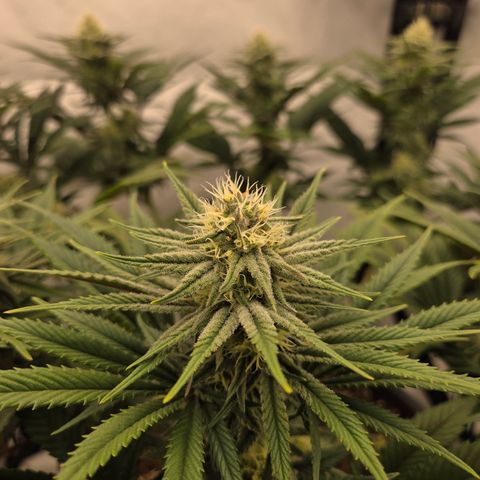 Biscotti 🍪☕️ growlog timeline photo