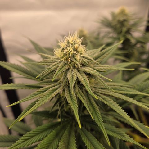 Biscotti 🍪☕️ growlog timeline photo