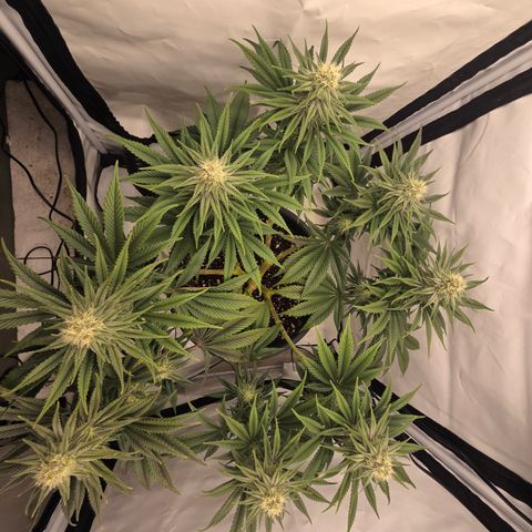 Biscotti 🍪☕️ growlog timeline photo