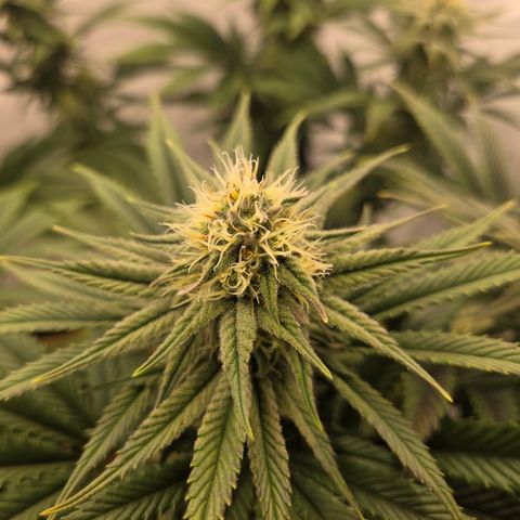 Biscotti 🍪☕️ growlog timeline photo