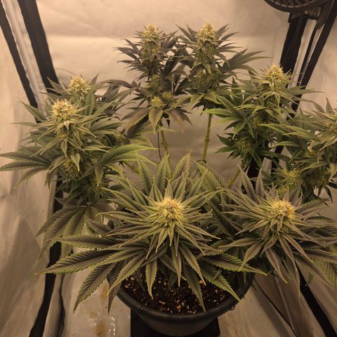 Biscotti 🍪☕️ growlog timeline photo