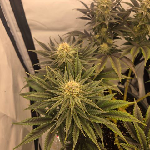 Biscotti 🍪☕️ growlog timeline photo