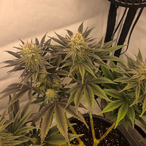 Biscotti 🍪☕️ growlog timeline photo