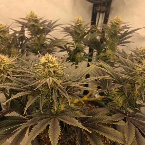 Biscotti 🍪☕️ growlog timeline photo