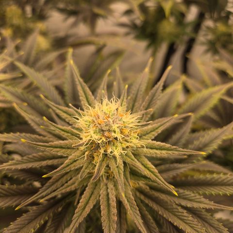 Biscotti 🍪☕️ growlog timeline photo