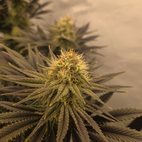 Biscotti 🍪☕️ growlog timeline photo