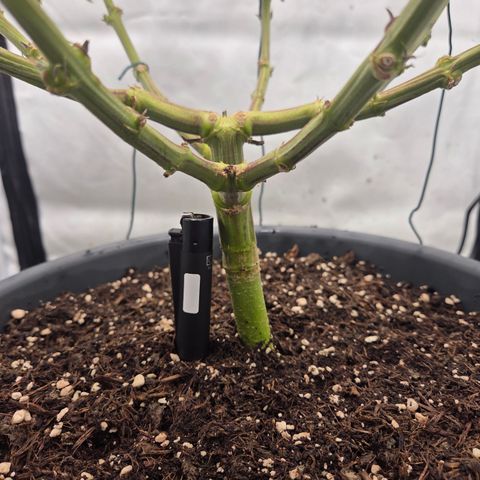 Biscotti 🍪☕️ growlog timeline photo