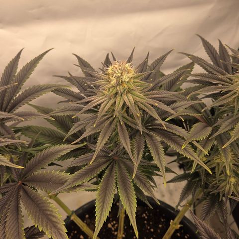 Biscotti 🍪☕️ growlog timeline photo