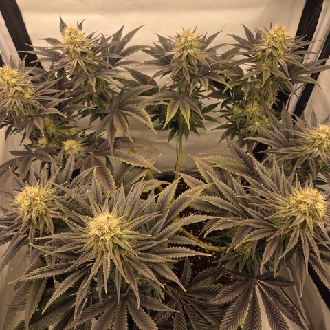 Biscotti 🍪☕️ growlog timeline photo