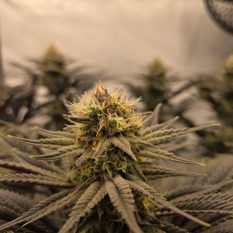 Biscotti 🍪☕️ growlog timeline photo