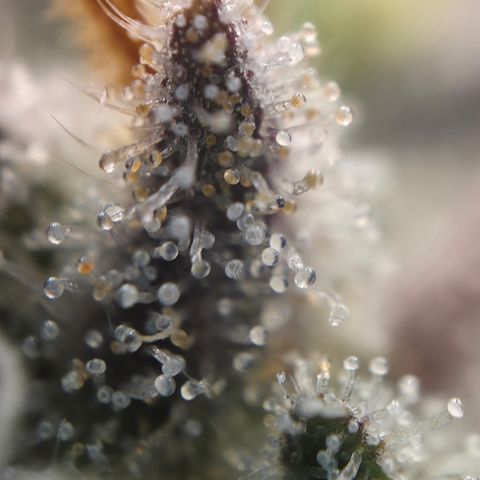 Biscotti 🍪☕️ growlog timeline photo