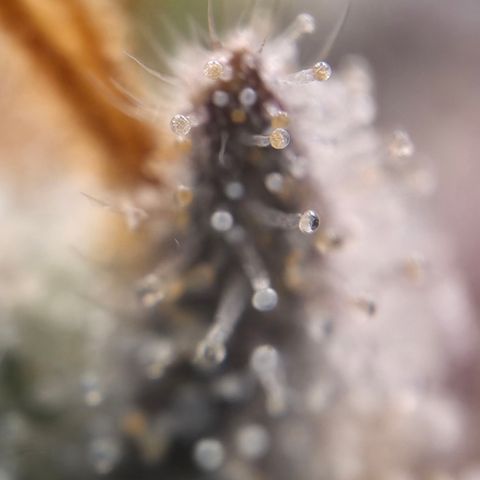 Biscotti 🍪☕️ growlog timeline photo