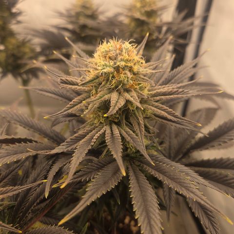 Biscotti 🍪☕️ growlog timeline photo