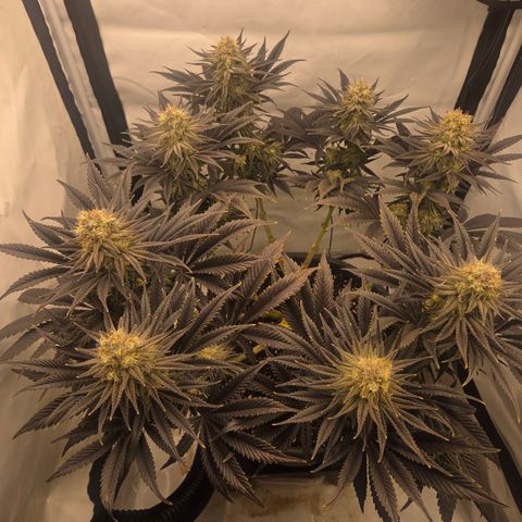 Biscotti 🍪☕️ growlog timeline photo