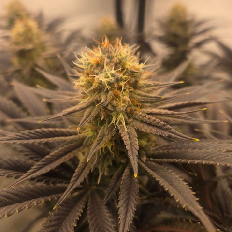 Biscotti 🍪☕️ growlog timeline photo