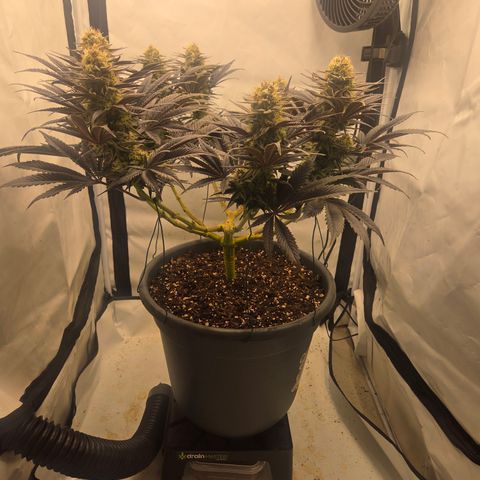 Biscotti 🍪☕️ growlog timeline photo