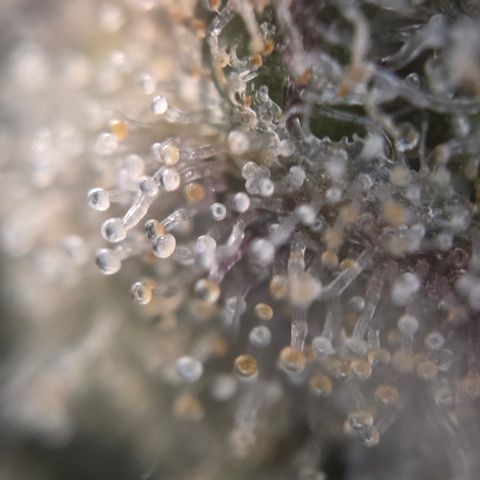 Biscotti 🍪☕️ growlog timeline photo