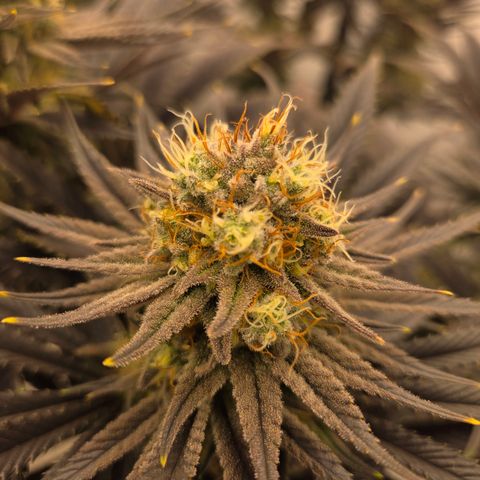 Biscotti 🍪☕️ growlog timeline photo