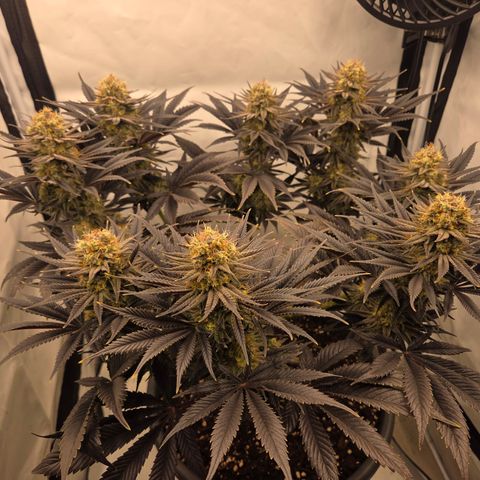 Biscotti 🍪☕️ growlog timeline photo