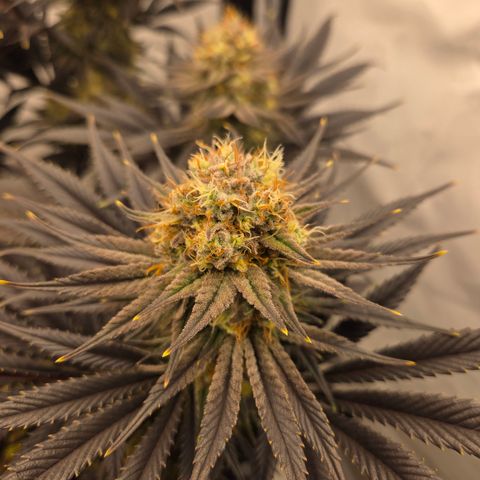 Biscotti 🍪☕️ growlog timeline photo