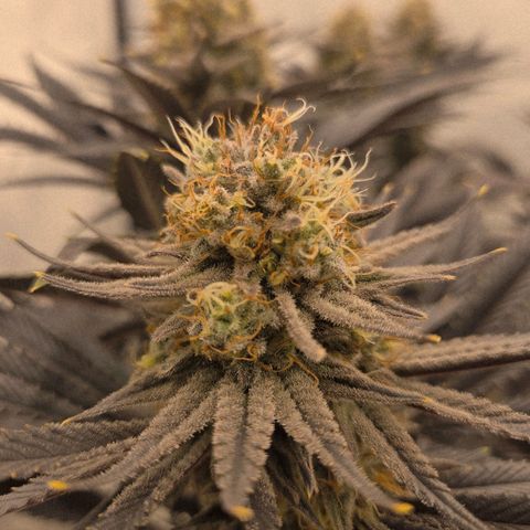 Biscotti 🍪☕️ growlog timeline photo