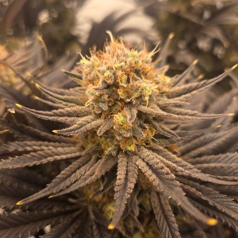 Biscotti 🍪☕️ growlog timeline photo