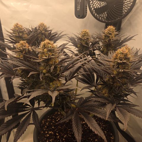 Biscotti 🍪☕️ growlog timeline photo