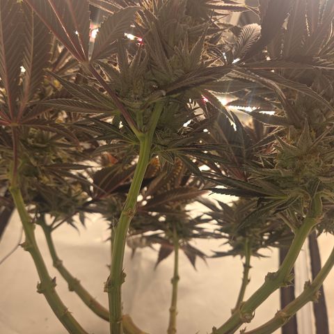 Biscotti 🍪☕️ growlog timeline photo