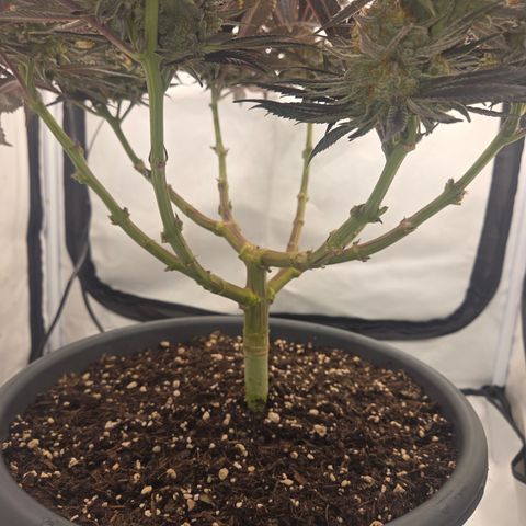 Biscotti 🍪☕️ growlog timeline photo