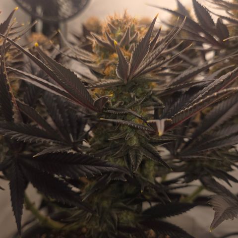 Biscotti 🍪☕️ growlog timeline photo