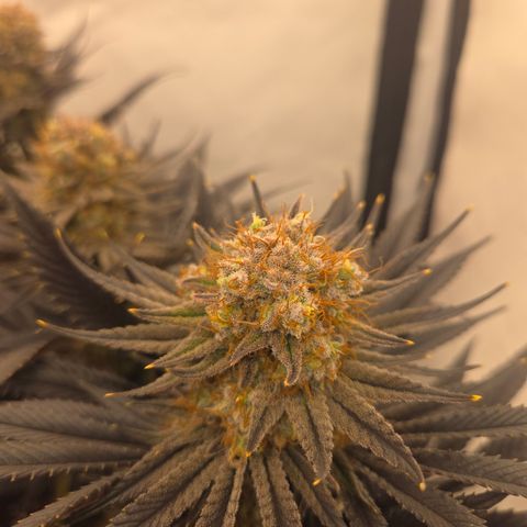 Biscotti 🍪☕️ growlog timeline photo