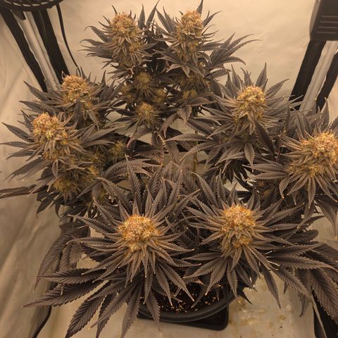 Biscotti 🍪☕️ growlog timeline photo