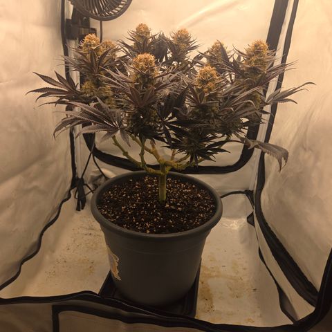 Biscotti 🍪☕️ growlog timeline photo