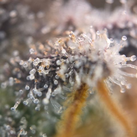 Biscotti 🍪☕️ growlog timeline photo