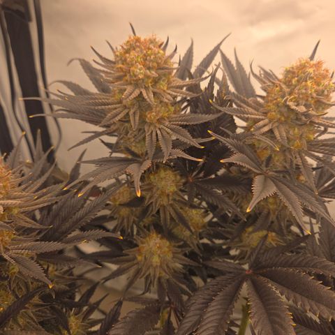 Biscotti 🍪☕️ growlog timeline photo