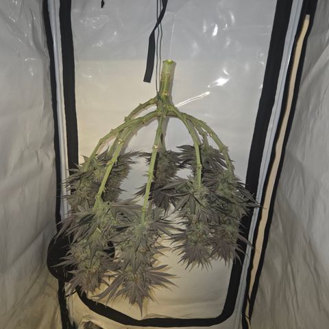 Biscotti 🍪☕️ growlog timeline photo