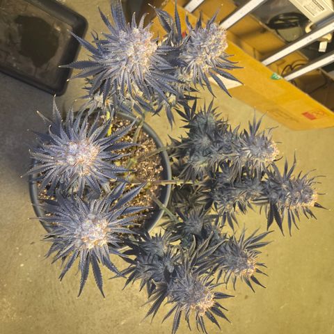 Biscotti 🍪☕️ growlog timeline photo