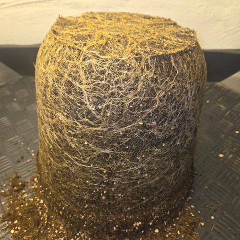 Biscotti 🍪☕️ growlog timeline photo