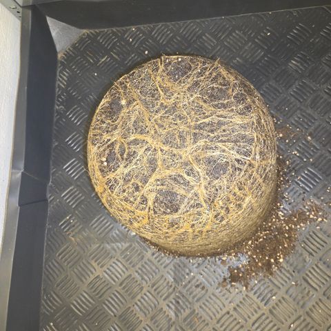 Biscotti 🍪☕️ growlog timeline photo