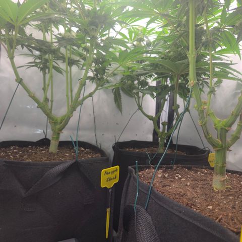 Biscotti 🍪☕️ growlog timeline photo