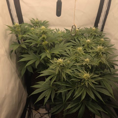 Biscotti 🍪☕️ growlog timeline photo