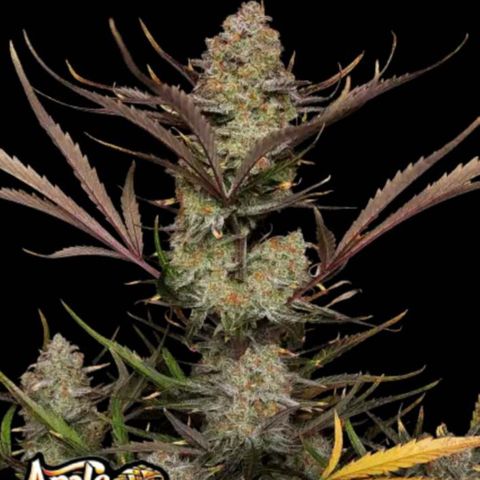 Apple Strudel Auto ( HGC Contest ) growlog timeline photo