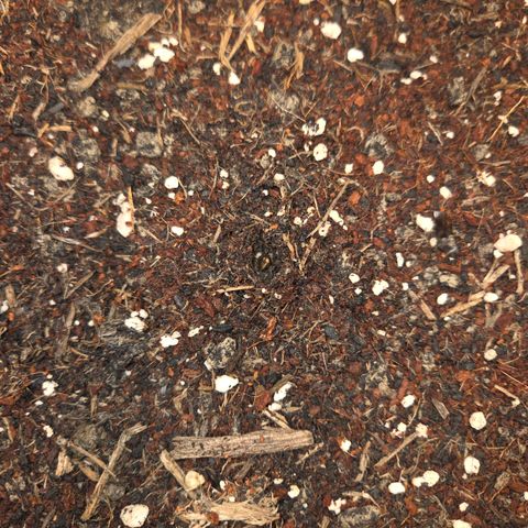 Apple Strudel Auto ( HGC Contest ) growlog timeline photo