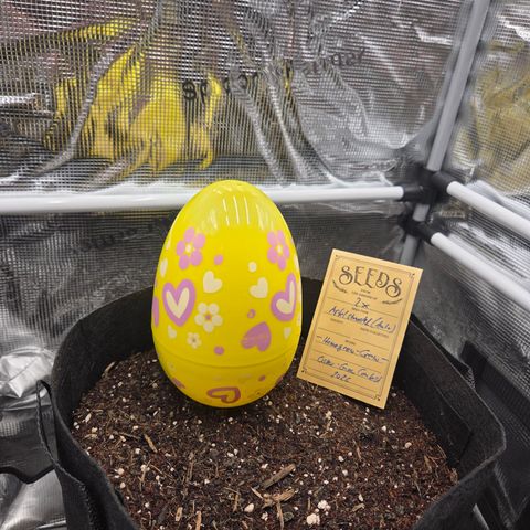 Apple Strudel Auto ( HGC Contest ) growlog timeline photo