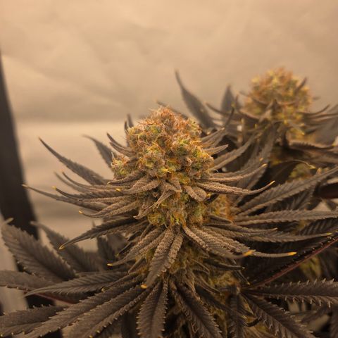 Biscotti 🍪☕️ growlog timeline photo