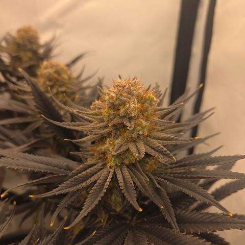 Biscotti 🍪☕️ growlog timeline photo