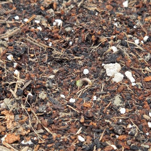 Apple Strudel Auto ( HGC Contest ) growlog photo: Hey Lady 🐇🥚