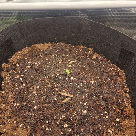 Apple Strudel Auto ( HGC Contest ) growlog timeline photo