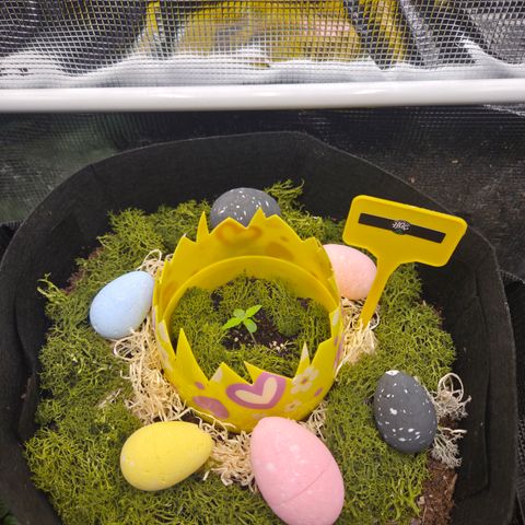 Apple Strudel Auto ( HGC Contest ) growlog timeline photo